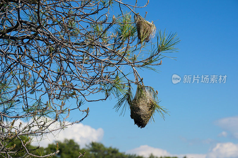 松袋甲虫。(Thaumetopea pityocampa)， Thaumetopoeidae。